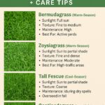 The Best Grass Types for Arkansas Lawns (And How to Care for Them)